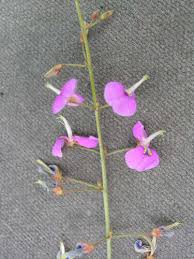 Attēlu rezultāti vaicājumam “Trichia ambigua stalked”