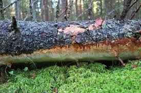 Attēlu rezultāti vaicājumam “Perenniporia subacida”