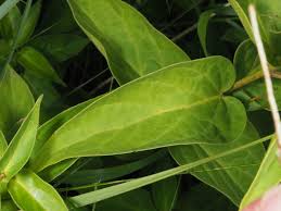 Attēlu rezultāti vaicājumam “Vincetoxicum hirundinaria leaf”