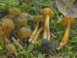 Attēlu rezultāti vaicājumam “Leotia lubrica”