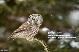 Image result for Aegolius funereus