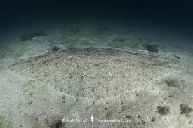 Image result for Gymnura natalensis