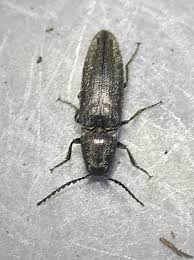 Attēlu rezultāti vaicājumam “Cidnopus aeruginosus”