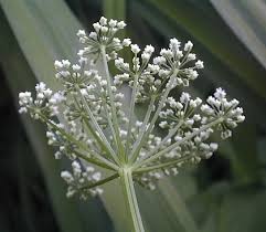 Attēlu rezultāti vaicājumam “Aegopodium podagraria flower”