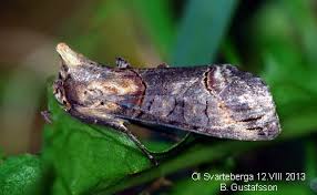 Attēlu rezultāti vaicājumam “Abrostola triplasia”