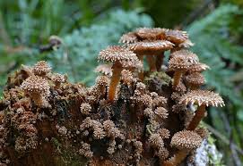 Attēlu rezultāti vaicājumam “Pholiota squarrosa”