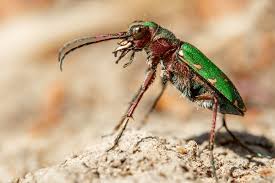 Attēlu rezultāti vaicājumam “Cicindela campestris imago”