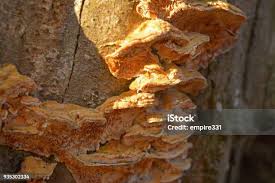 Attēlu rezultāti vaicājumam “Trametes ochracea”