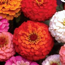 Image result for Zinnia elegans