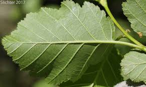 Attēlu rezultāti vaicājumam “Alnus incana leaf”