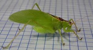 Attēlu rezultāti vaicājumam “Tettigoniodea”