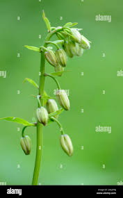 Attēlu rezultāti vaicājumam “Lilium martagon bud”