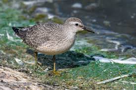Attēlu rezultāti vaicājumam “Calidris canutus”