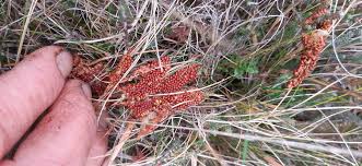 Attēlu rezultāti vaicājumam “Leocarpus sp.”