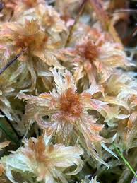 Attēlu rezultāti vaicājumam “Sphagnum russowii”