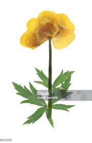 Attēlu rezultāti vaicājumam “Trollius europaeus leaf”