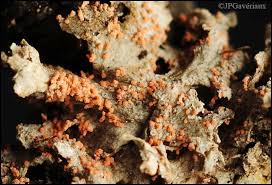 Attēlu rezultāti vaicājumam “Erythricium aurantiacum”