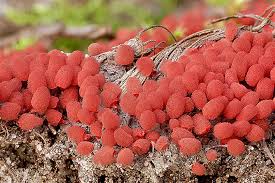 Attēlu rezultāti vaicājumam “Arcyria helvetica macro”