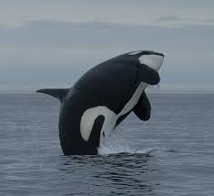 Image result for Orcinus orca