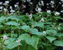 Attēlu rezultāti vaicājumam “Circaea alpina flower”