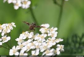 Attēlu rezultāti vaicājumam “Exoprosopa capucina”