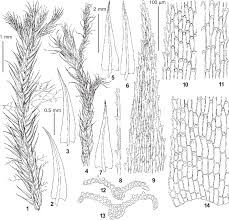 Attēlu rezultāti vaicājumam “Philonotis”