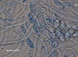 Attēlu rezultāti vaicājumam “Thelopsis rubella”