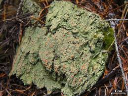 Attēlu rezultāti vaicājumam “Trapeliopsis granulosa”