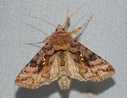 Attēlu rezultāti vaicājumam “Autographa pulchrina”