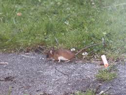 Attēlu rezultāti vaicājumam “Apodemus flavicollis”