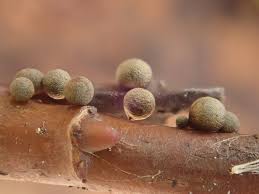 Attēlu rezultāti vaicājumam “Stemonitidaceae”