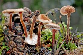 Attēlu rezultāti vaicājumam “Auriscalpium vulgare”