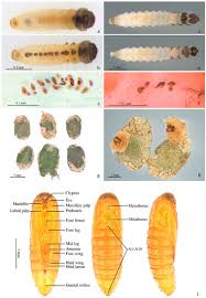 Attēlu rezultāti vaicājumam “Incurvariidae”