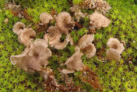 Attēlu rezultāti vaicājumam “Arrhenia spatulata”