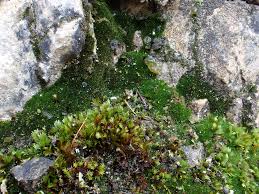 Attēlu rezultāti vaicājumam “Gymnostomum aeruginosum”