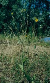 Attēlu rezultāti vaicājumam “Crepis paludosa fruit”