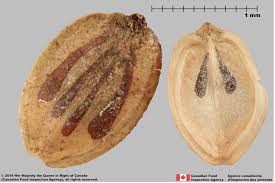 Attēlu rezultāti vaicājumam “Heracleum sosnowskyi fruit”