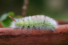 Attēlu rezultāti vaicājumam “Calliteara pudibunda larva”