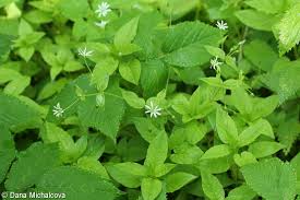 Attēlu rezultāti vaicājumam “Stellaria nemorum leaf”