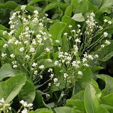 Attēlu rezultāti vaicājumam “Armoracia rusticana”