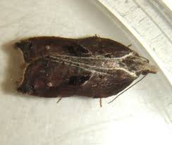 Attēlu rezultāti vaicājumam “Acleris cristana”