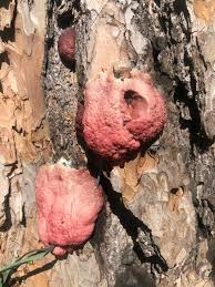 Attēlu rezultāti vaicājumam “Brefeldia maxima spores”