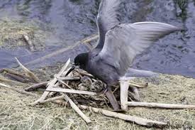Attēlu rezultāti vaicājumam “Chlidonias niger eggs”
