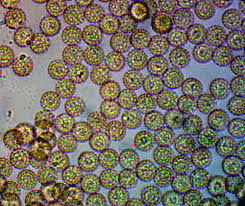 Attēlu rezultāti vaicājumam “Symphytocarpus impexus spores”