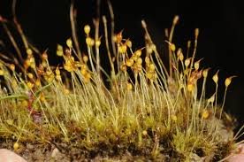 Attēlu rezultāti vaicājumam “Dicranella staphylina”