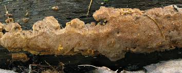 Attēlu rezultāti vaicājumam “Rigidoporus crocatus”