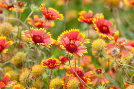 Image result for Gaillardia pulchella