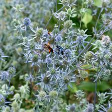 Attēlu rezultāti vaicājumam “Eryngium planum flower”