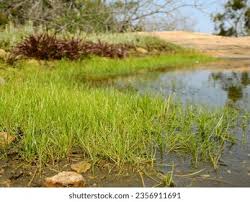 Attēlu rezultāti vaicājumam “Isoetaceae”