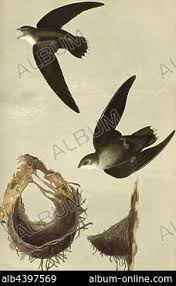 Image result for Chaetura pelagica